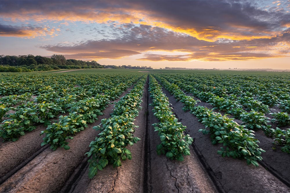 Field of Potatoes